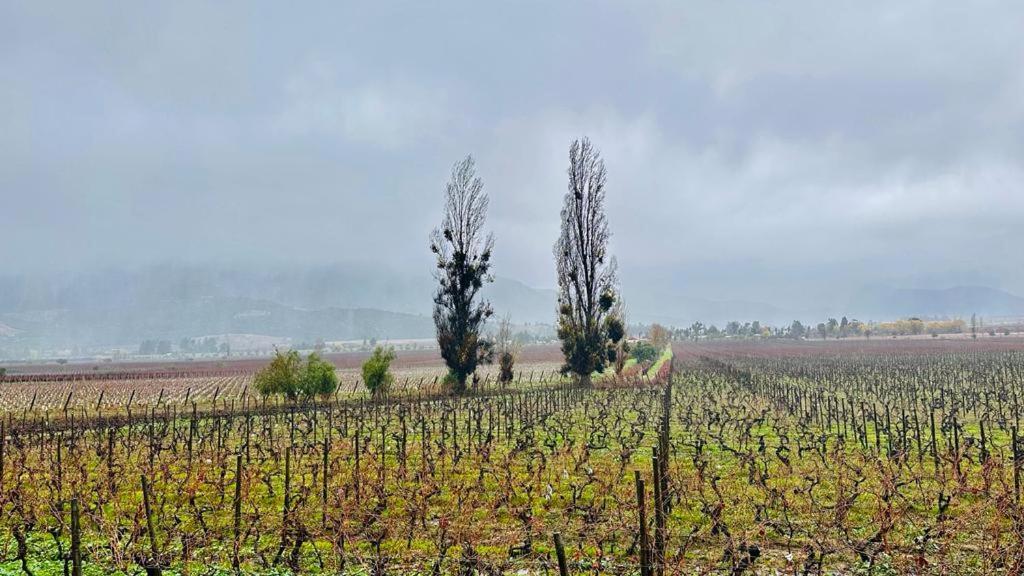 Apalta Lofts, Disfruta Frente A Vinedos